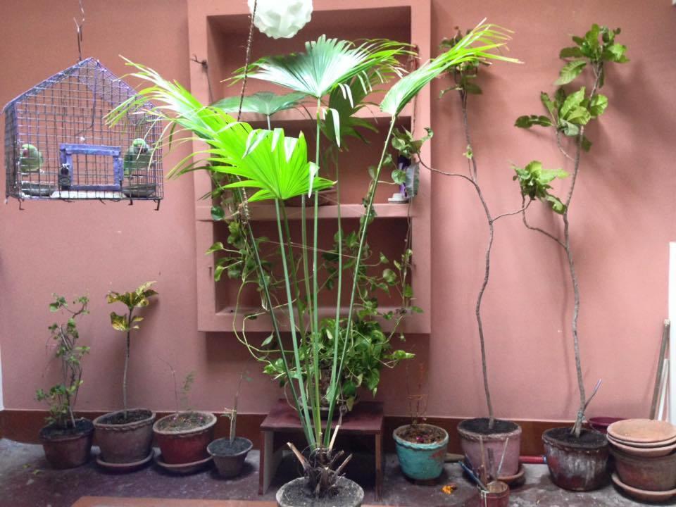 Paradise Inn Guest House Varanasi Bagian luar foto